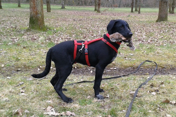 page_antijagdtraining