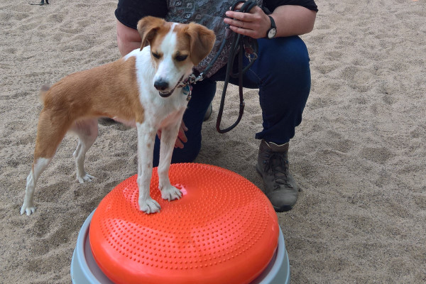 page_tierschutzhunde